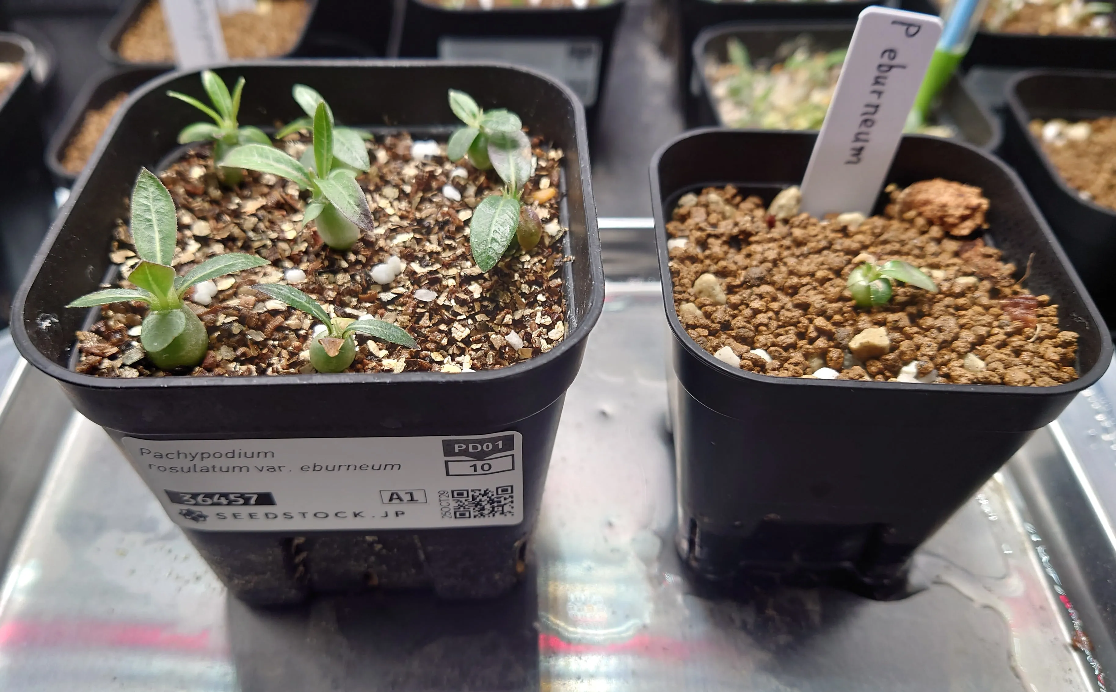 Pachypodium rosulatum var. eburneum (パキポディウム エブレネウム)