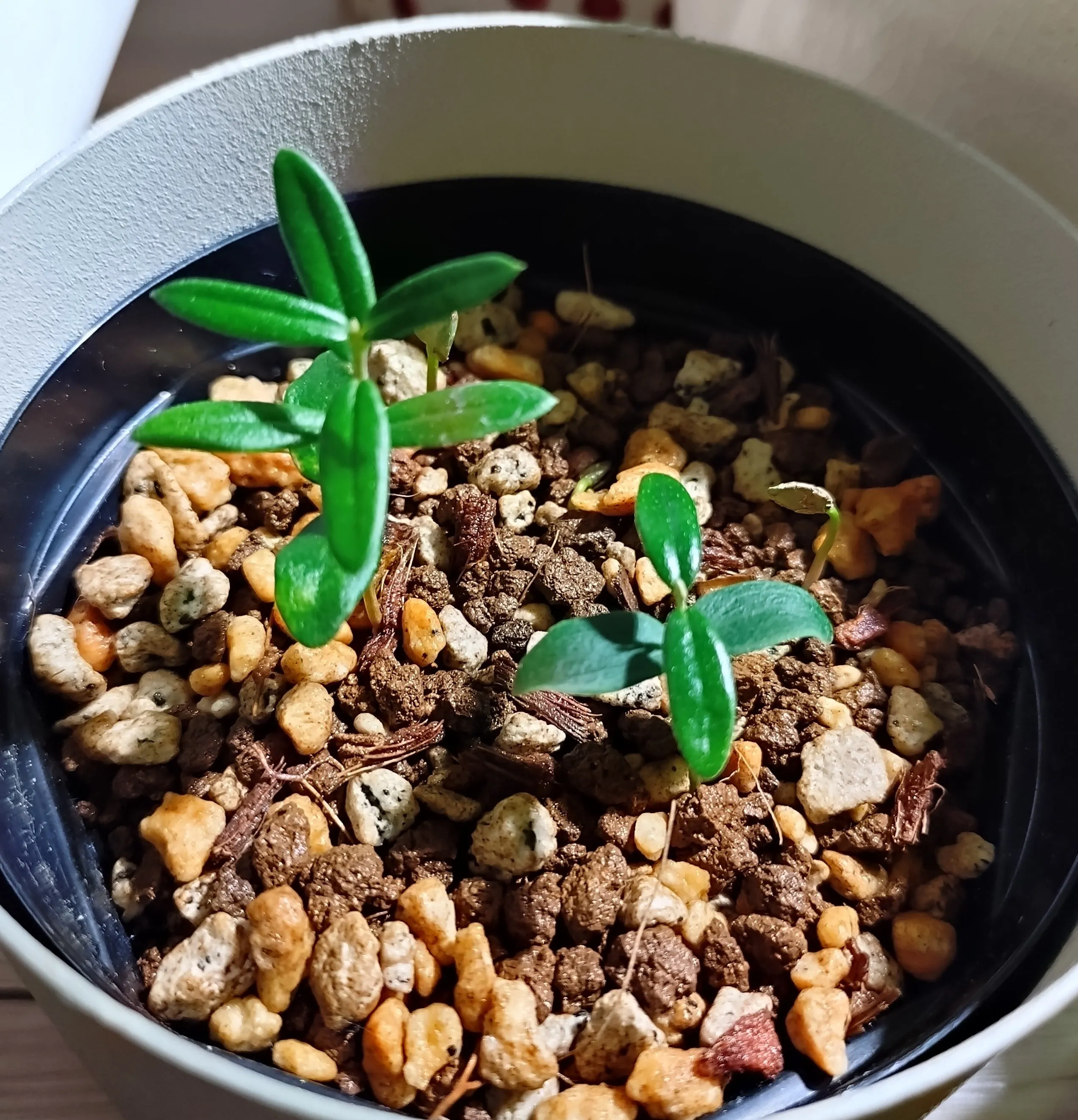 Olea europaea subsp. africana (オリーブ ユーロピア アフリカーナ)