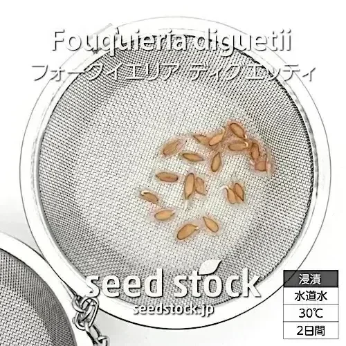 Fouquieria diguetii (フォークイエリア ディグエッティ)