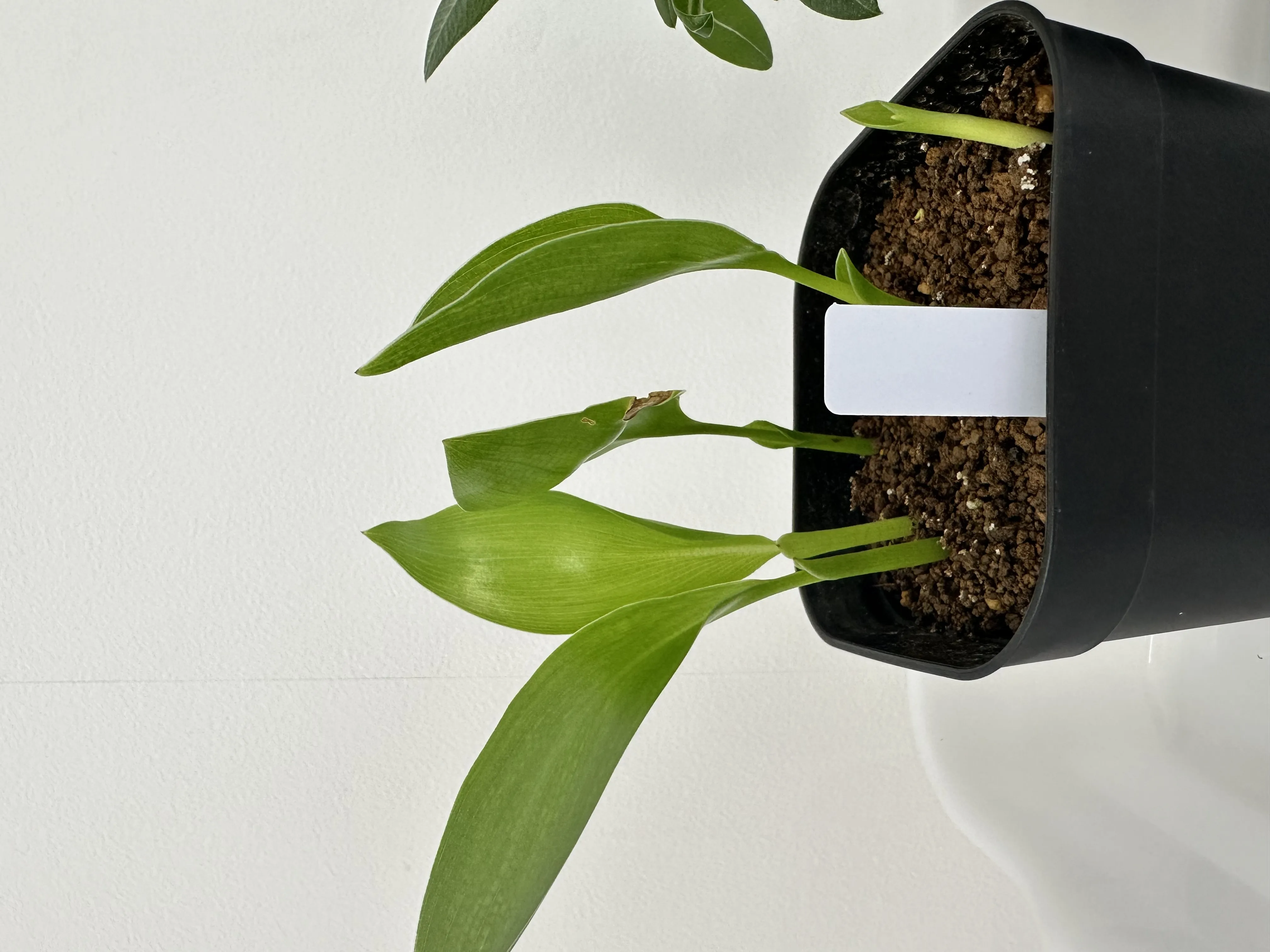 Strelitzia reginae (ストレリチア レジーナ)