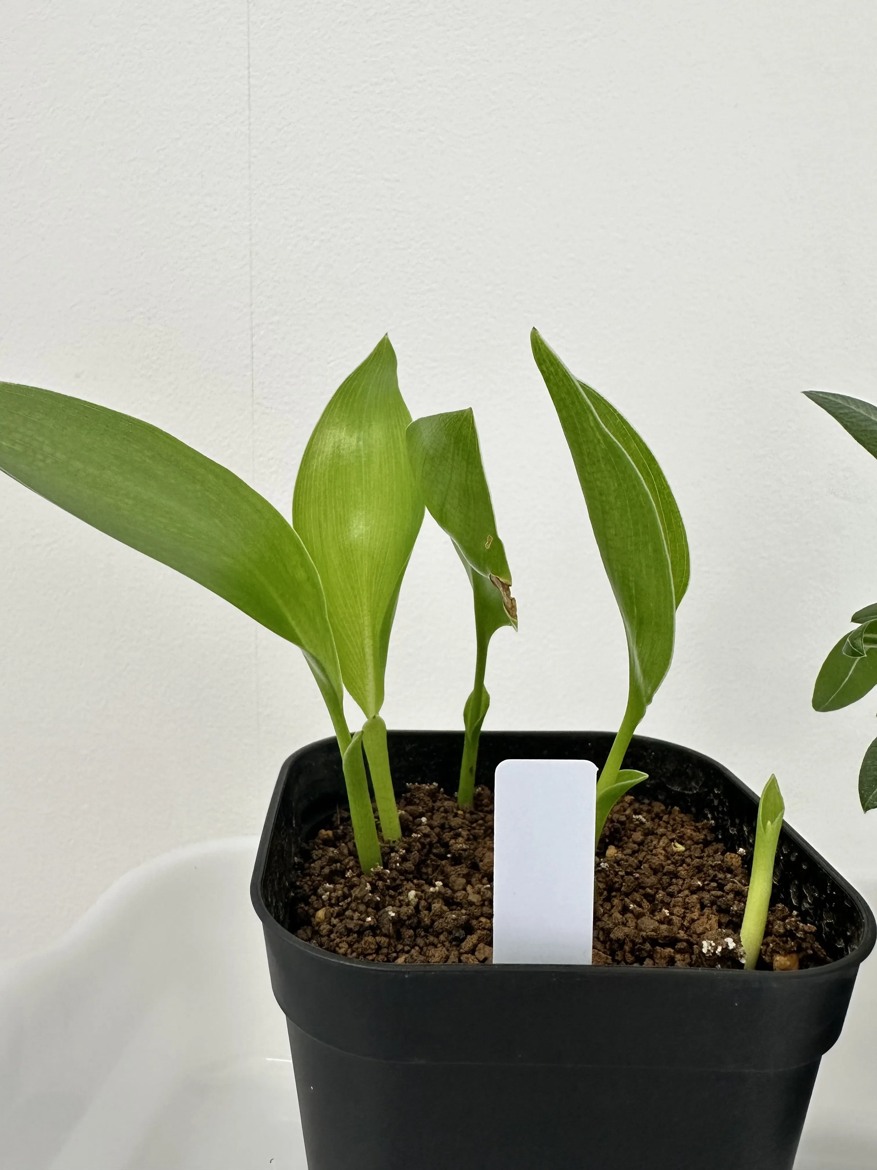 Strelitzia reginae (ストレリチア レジーナ)