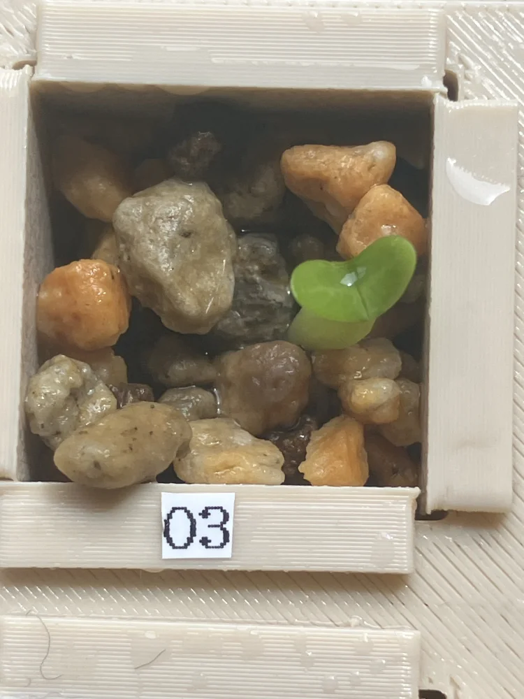 パキポディウム グラキリス Pachypodium rosulatum var. gracilius Lot.2025DEC