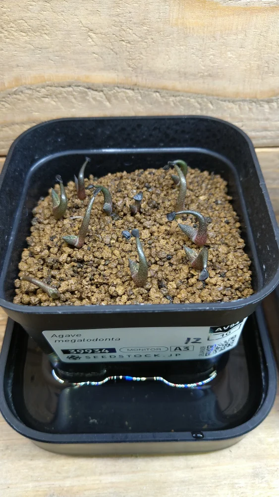 Agave megalodonta (アガベ メガロドンタ)