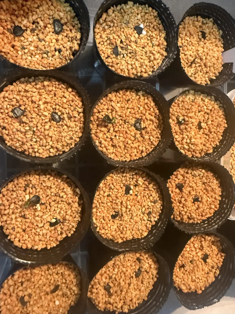 Agave ([プレゼント種子])