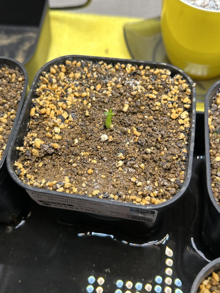 Pachypodium densiflorum var. densiflorum (パキポディウム デンシフローラム)