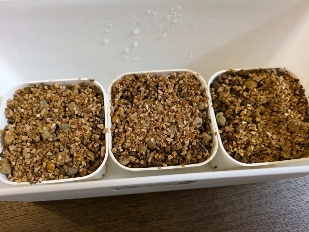 Dioscorea elephantipes (ディオスコレア エレファンティペス アフリカ亀甲竜)