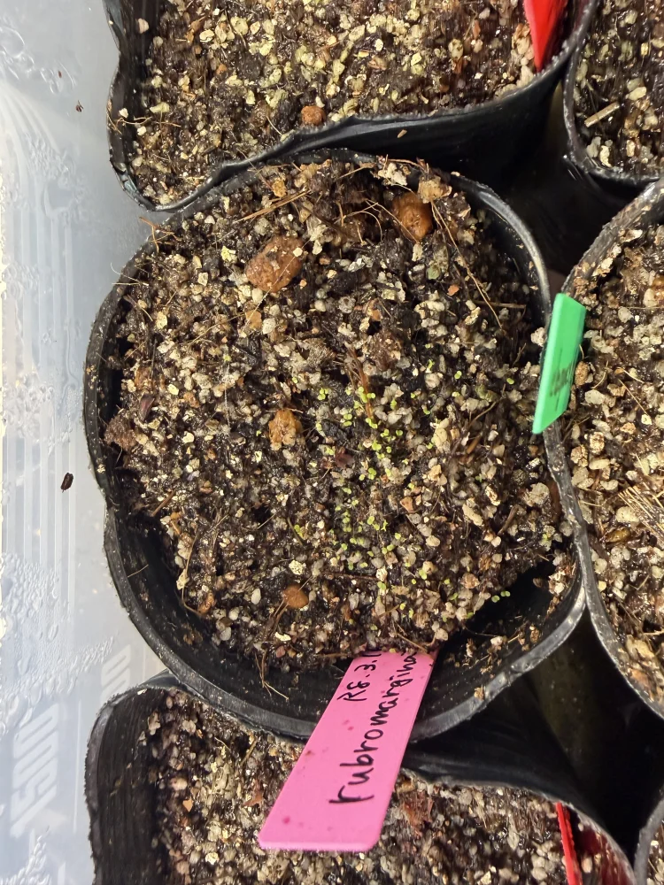 Echeveria rubromarginata (エケベリア ルブロマルジナータ)