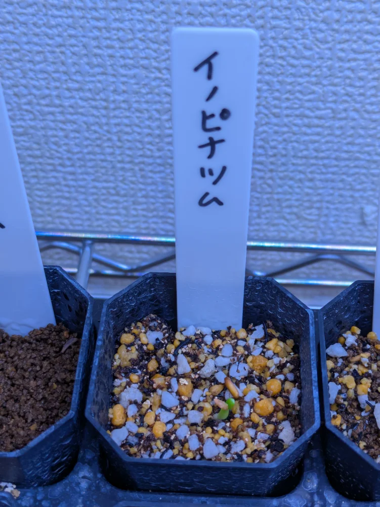 Pachypodium rosulatum var. inopinatum ([プレゼント種子 3月22日まで] パキポディウム イノピナツム)