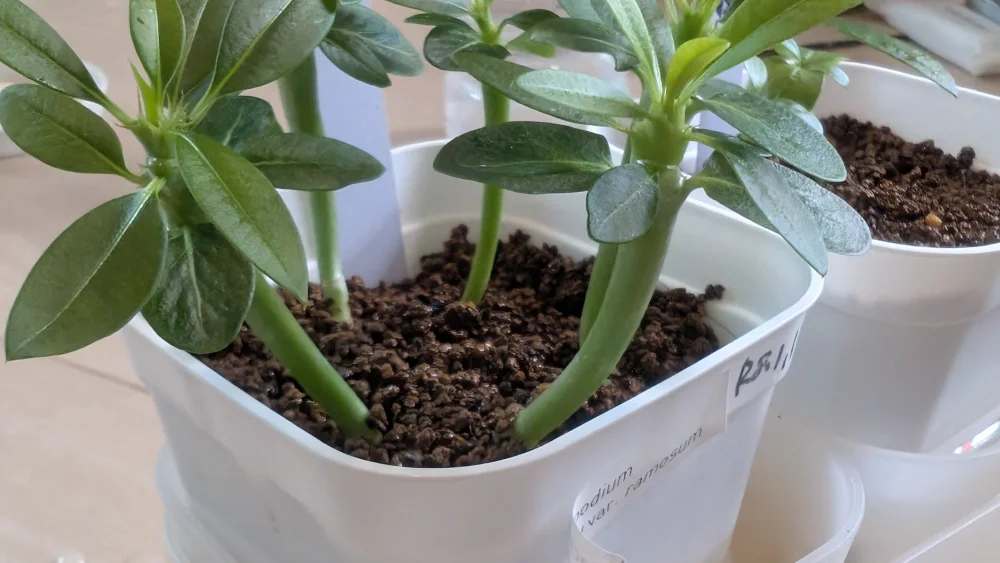 Pachypodium lamerei var. ramosum (パキポディウム ラモサム)