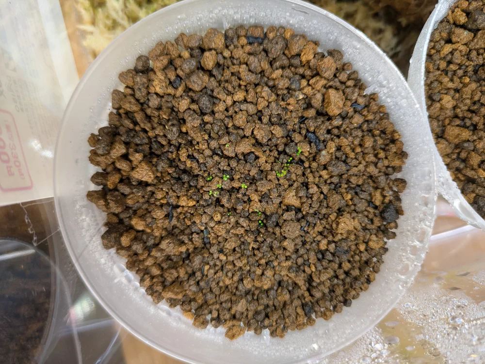 Begonia hymenophylla (ベゴニア ヒメノフィラ)