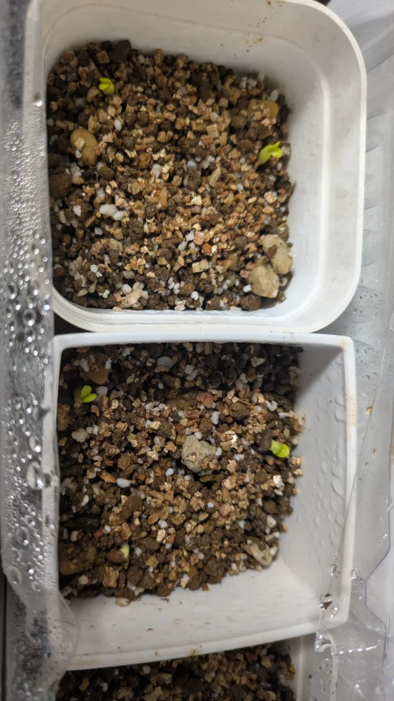 パキポディウム サキュレンタム Pachypodium succulentum 天馬空