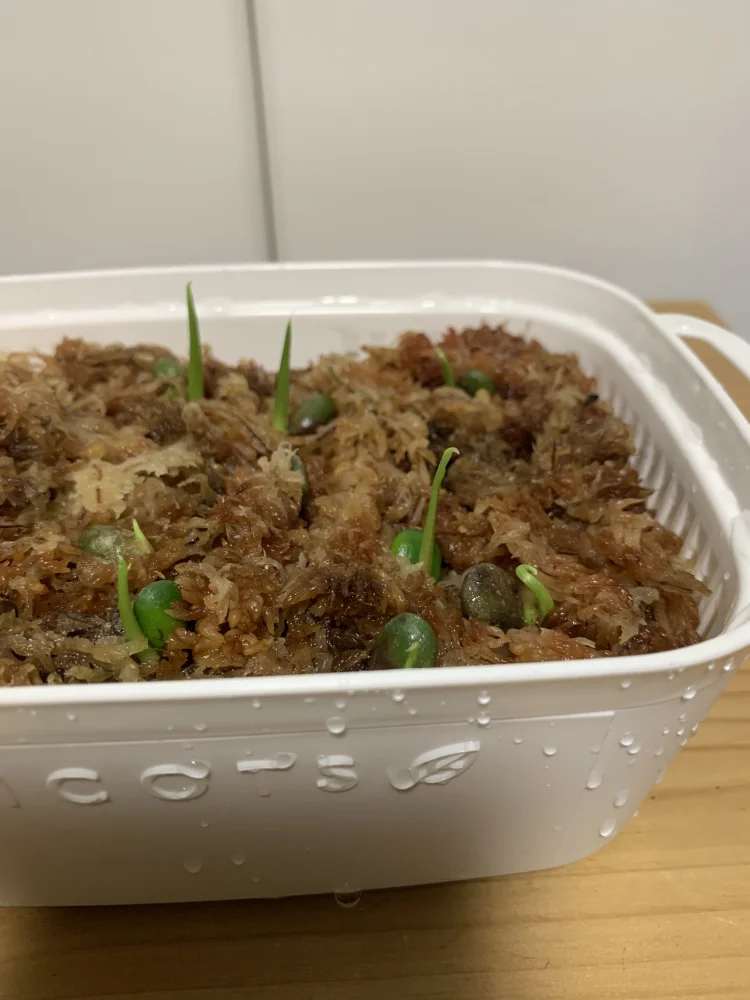 Monstera deliciosa (モンステラ デリシオーサ)