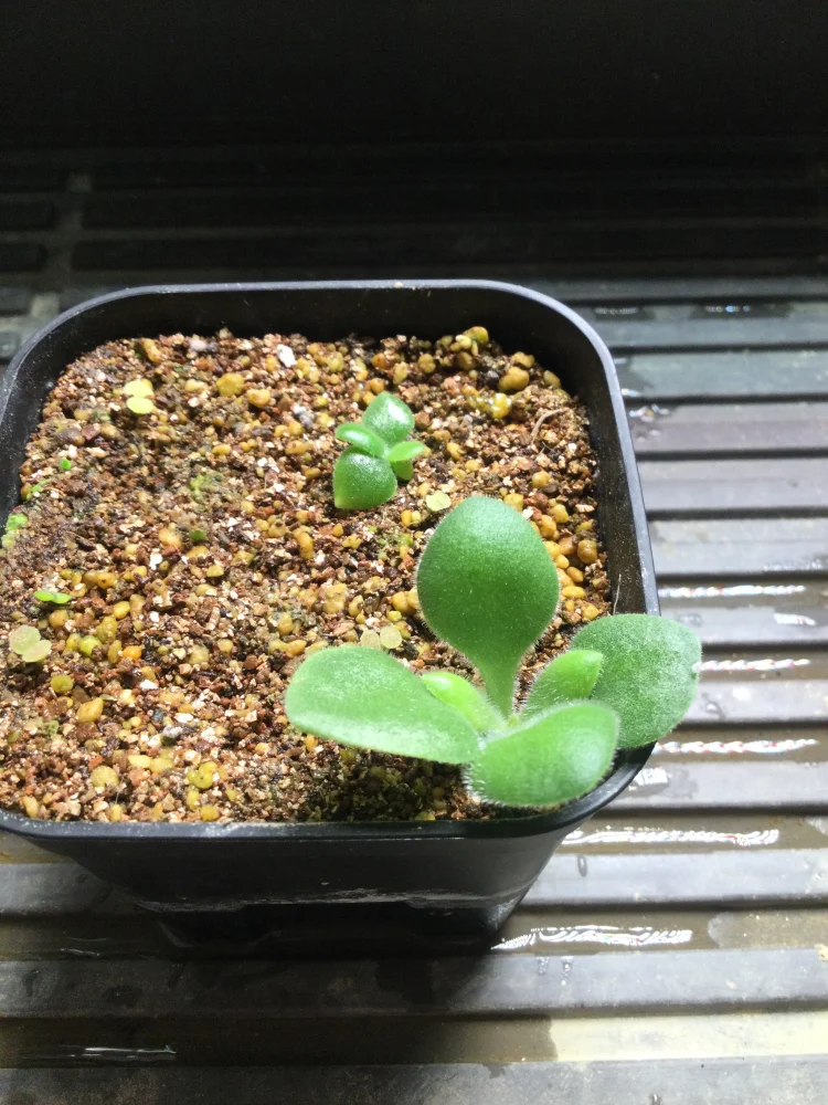 Tylecodon paniculatus (ティレコドン パニクラタス)