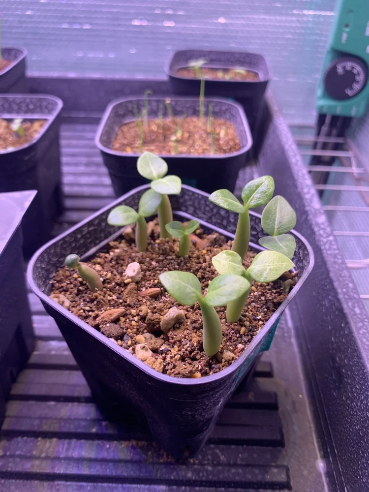 Adenium arabicum Yemen (アデニウム アラビカム イエメン)