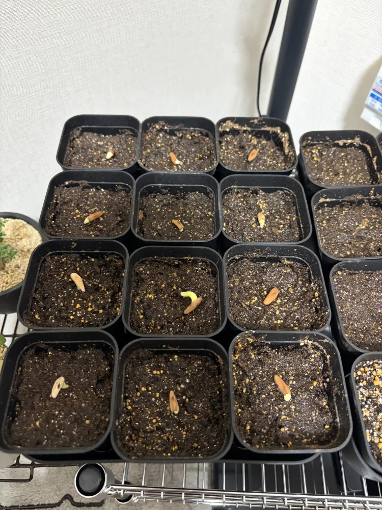 アデニウム SPR x KHZブラック Adenium KHZ black X Super red
