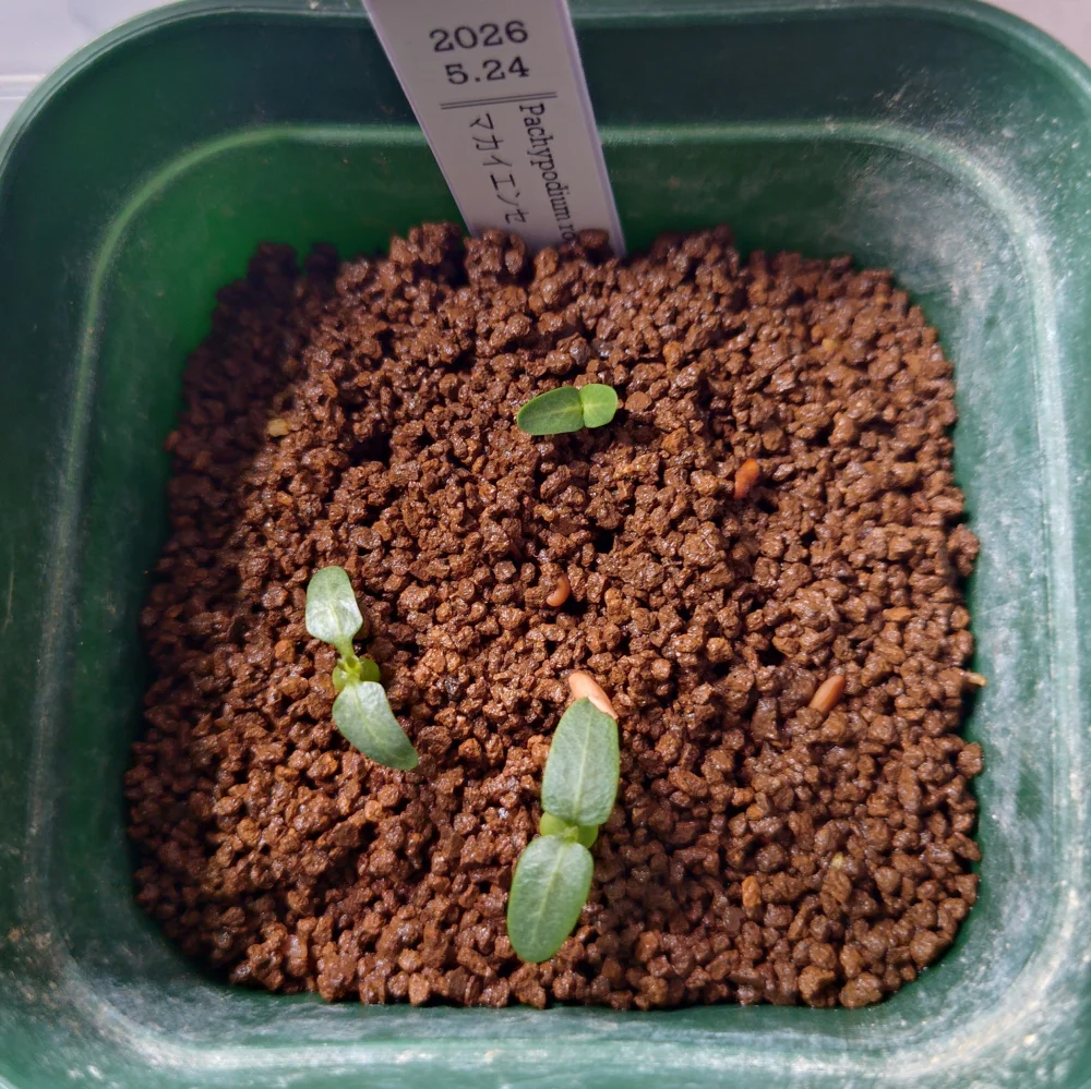 Pachypodium rosulatum var. makayense Lot. FREE ([2026/6/8ご注文分で終了｜プレゼント種子] パキポディウム マカイエンセ)