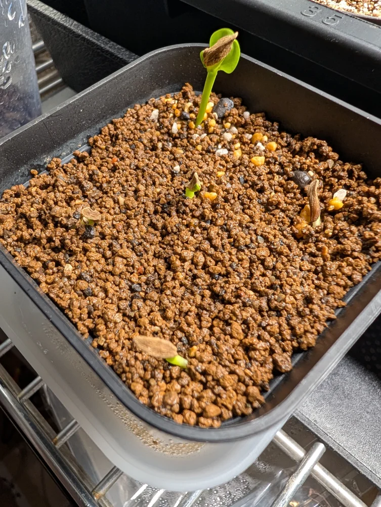 Pachypodium ambongense (パキポディウム アンボンゲンセ)