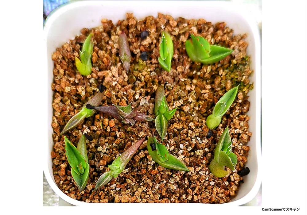 Agave victoriae-reginae 'Bustamante' (アガベ バスタマンテ)