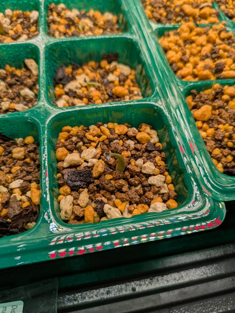 Agave oteroi 'Los Cues' (アガベ オテロイ ロス・クエス)