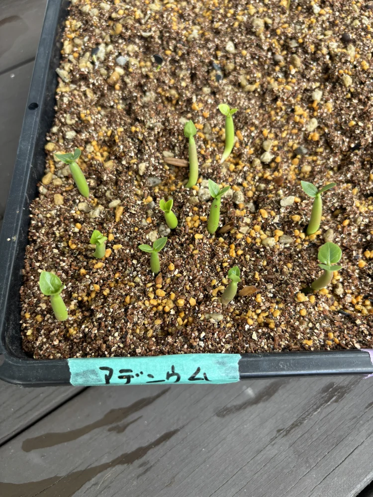 YSB Adenium arabicum Yak Sing Buri (アデニウム アラビカム)