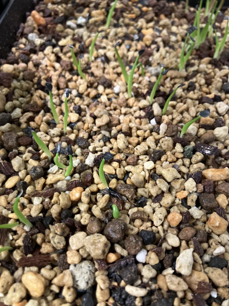 アガベ チタノタブルー Agave titanota Blue｜人気品種 初心者向け 発芽しやすい