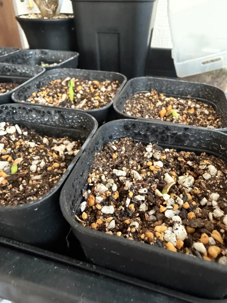 Pachypodium densiflorum var. densiflorum (パキポディウム デンシフローラム)