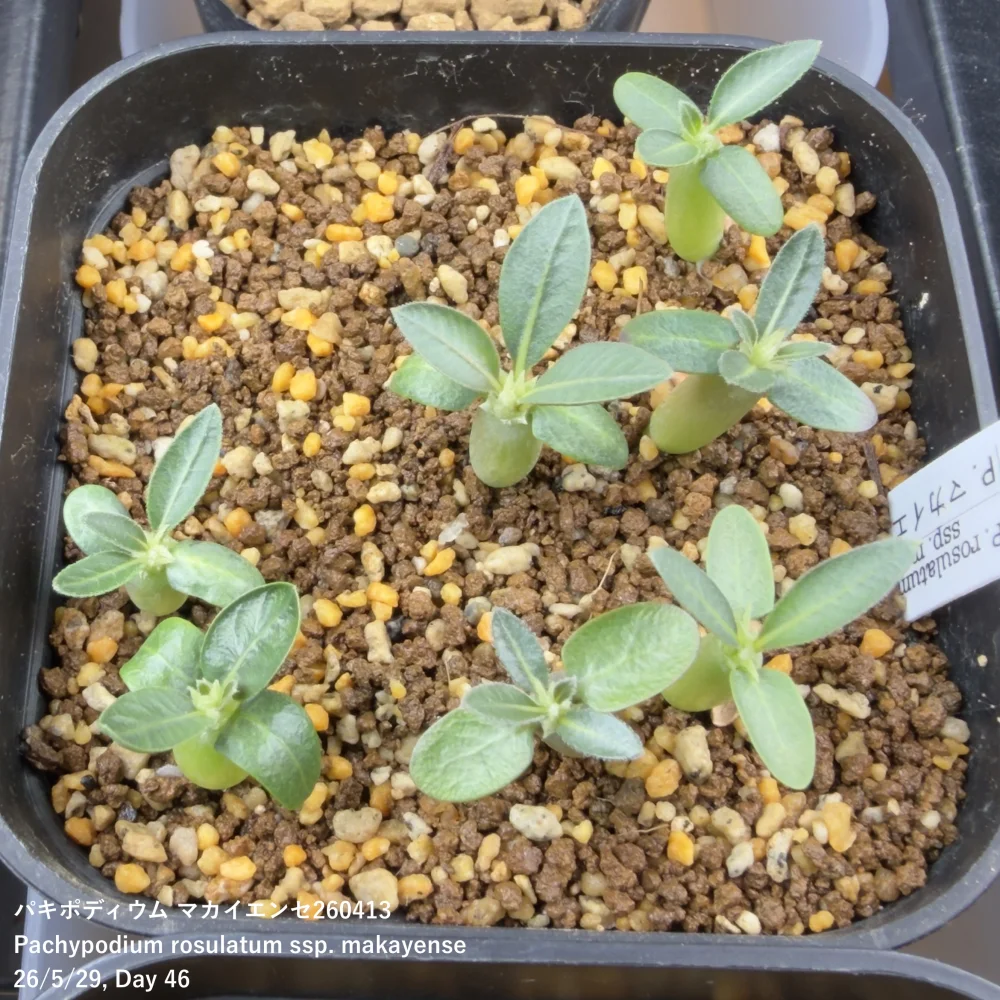 Pachypodium rosulatum ssp. makayense (パキポディウム マカイエンセ)