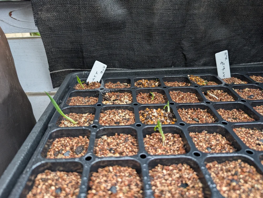 Yucca torreyi (ユッカ トレイー)