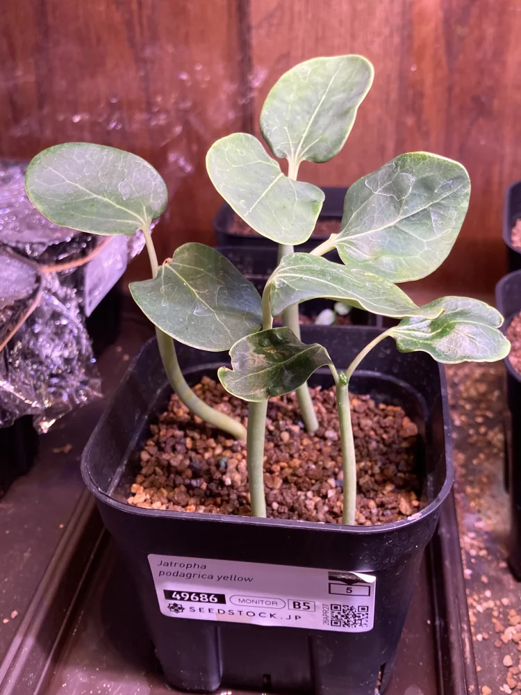 Jatropha podagrica yellow (ヤトロファ ポダグリカ イエロー)