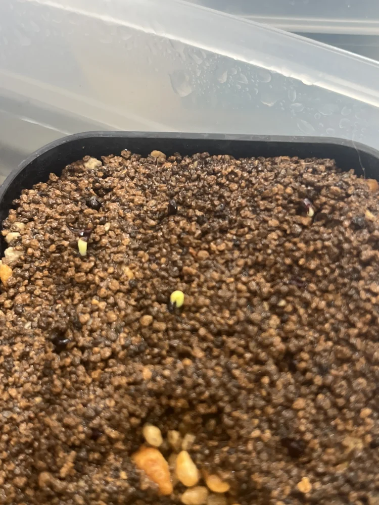 アストロフィツム ストロンギロゴナム Astrophytum myriostigma var. strongylogonum