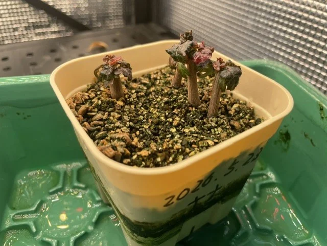 種子] ボスウェリア ナナ Boswellia nana｜塊根植物 コーデックス 極