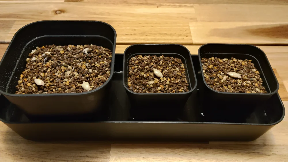 播種翌日に発芽確認！