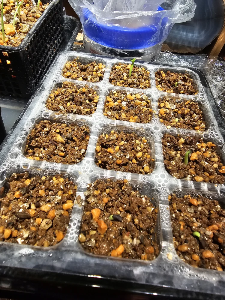 Pachypodium rosulatum var. gracilius (パキポディウム グラキリス)