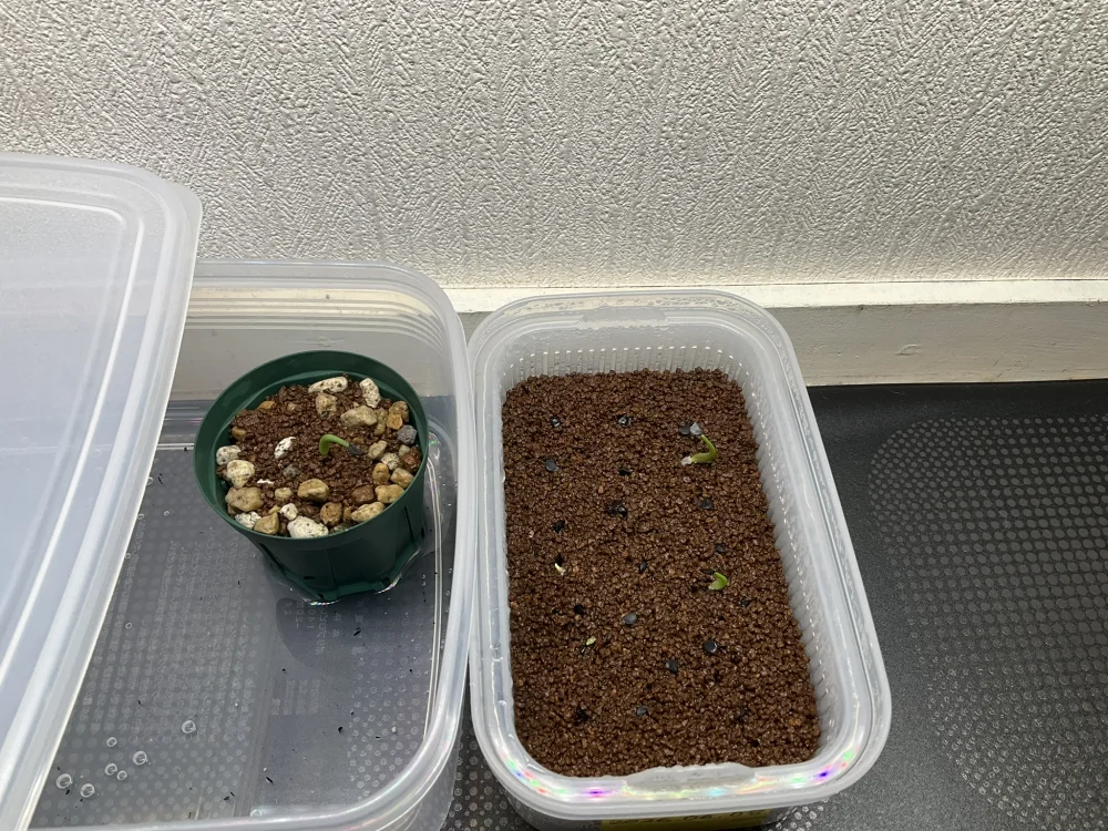 Agave oteroi Lot. (アガベ オテロイ)