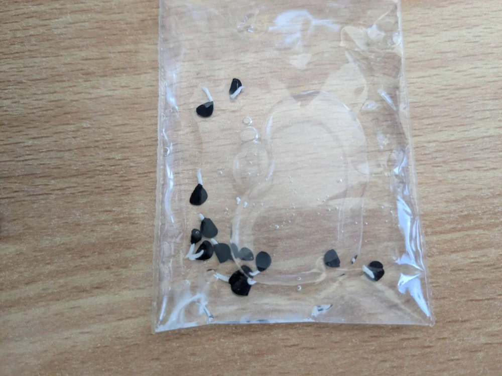 Agave utahensis var. eborispina (アガベ エボリスピナ ヴェガス 2023)