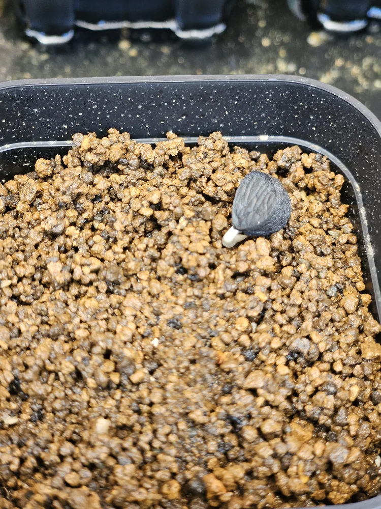 Yucca baccata var. baccata (ユッカ バッカタ)