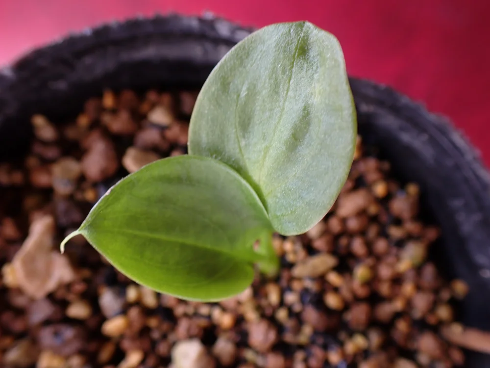 Zantedeschia aethiopica (ザンテデスキア オランダカイウ)