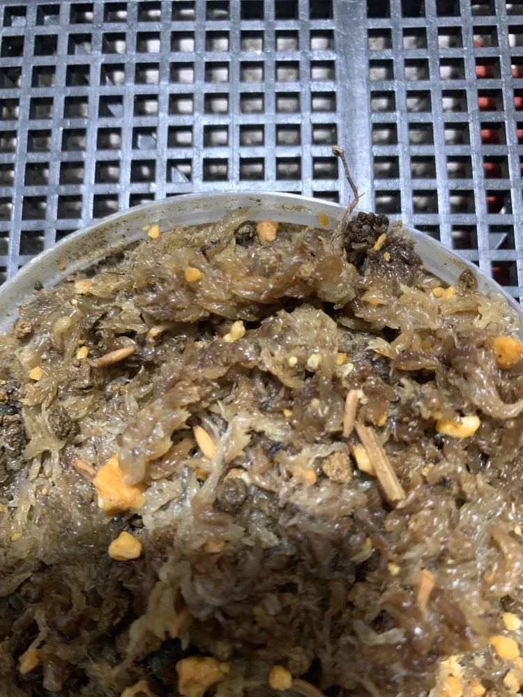 [プレゼント種子] パキポディウム マカイエンセ Pachypodium rosulatum var. makayense Lot. FREE