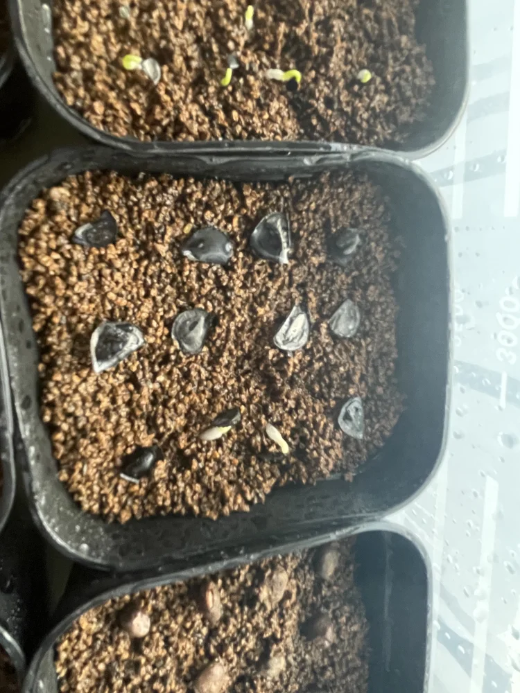 Agave angustifolia (アガベ アンガスティフォリア (Espadín))