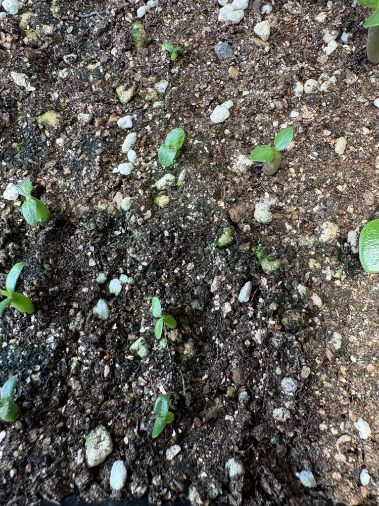 Pachypodium rosulatum var. inopinatum ([プレゼント種子 3月22日まで] パキポディウム イノピナツム)