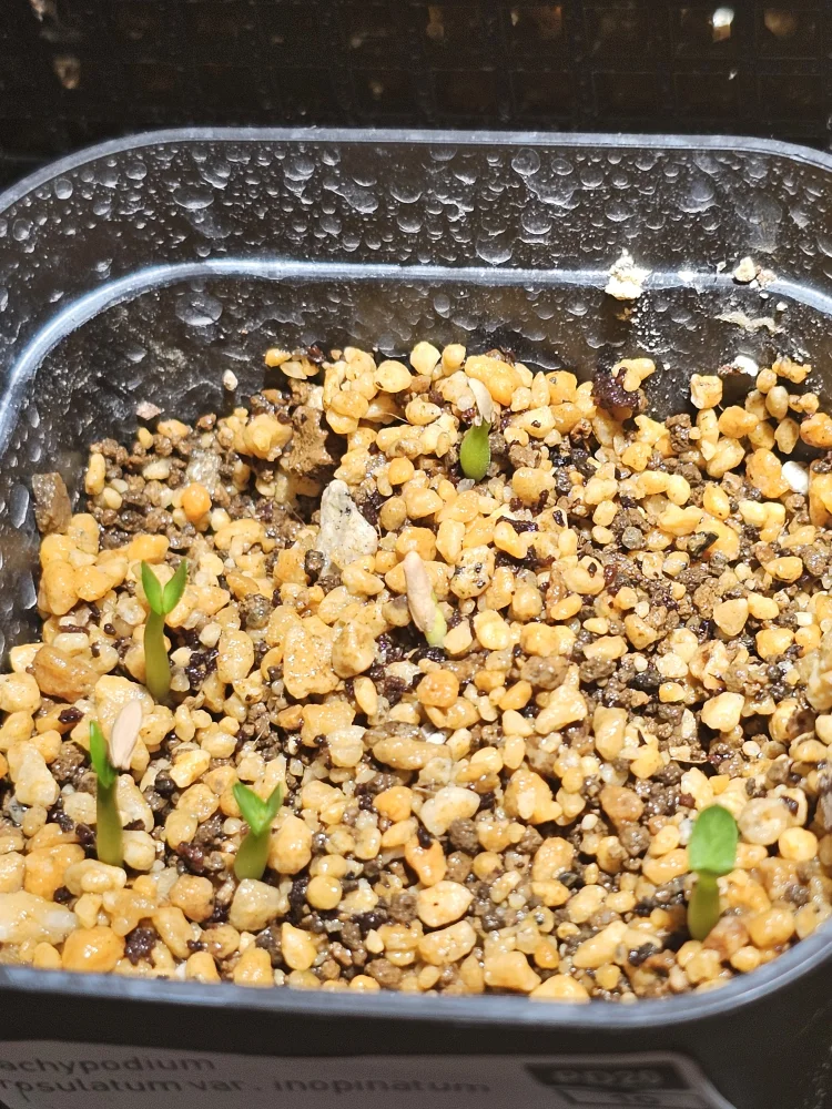 Pachypodium rosulatum var. inopinatum (パキポディウム イノピナツム)