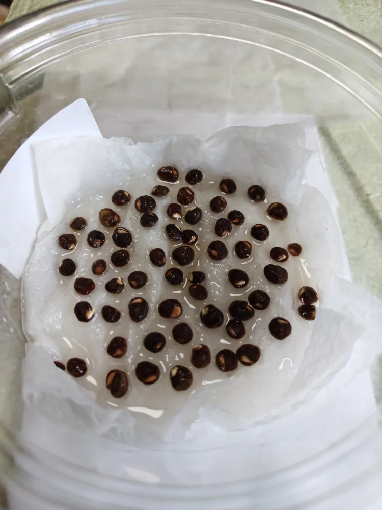 Operculicarya pachypus (オペルクリカリア パキプス)