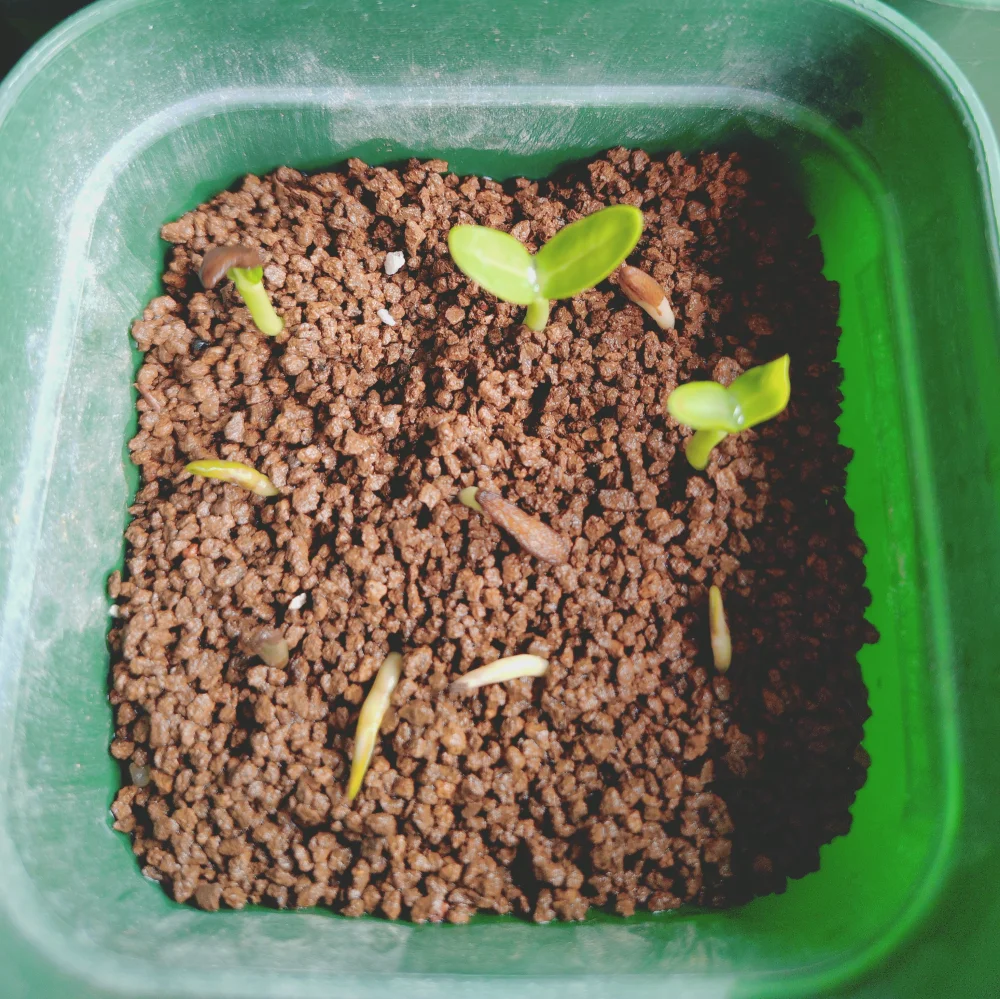 Pachypodium ambongense (パキポディウム アンボンゲンセ)