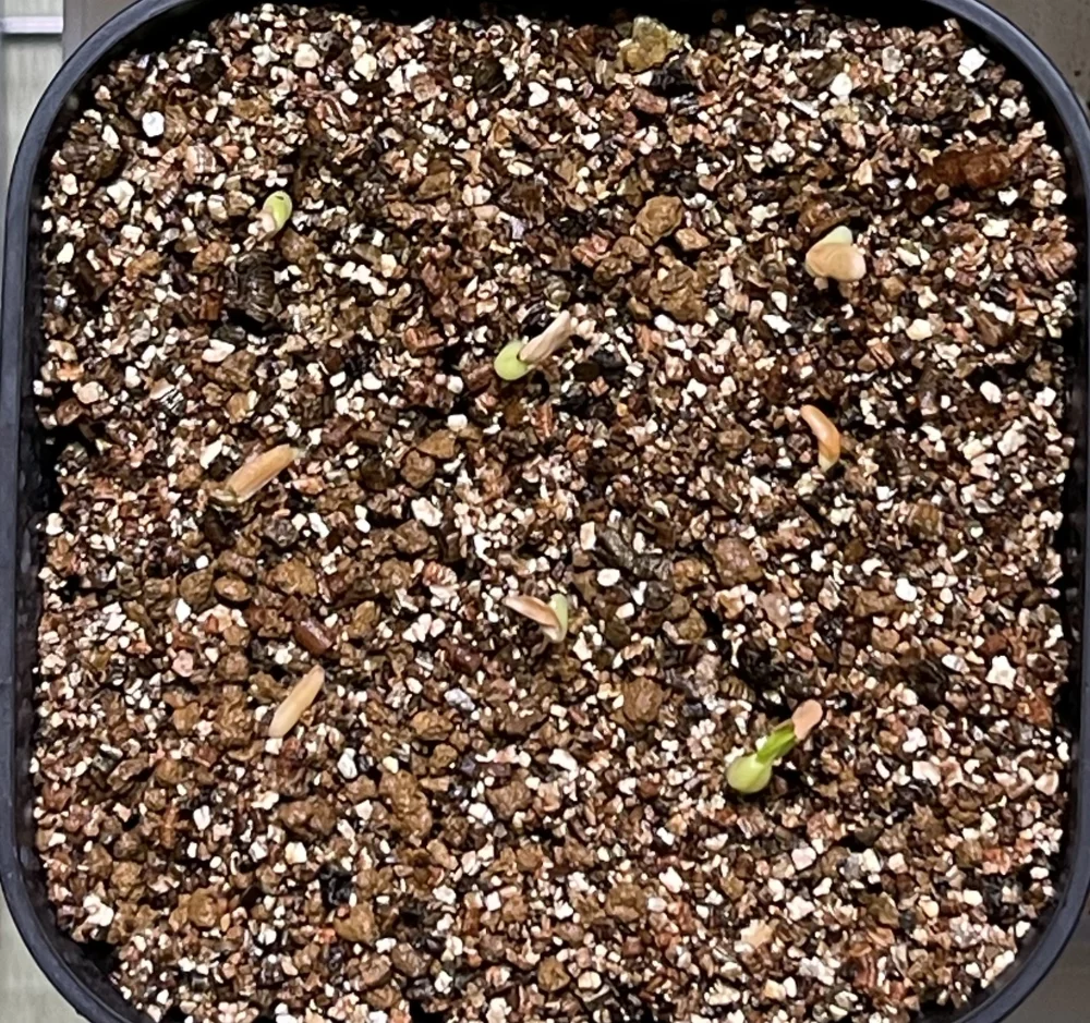 Pachypodium rosulatum var. eburneum (パキポディウム エブレネウム)