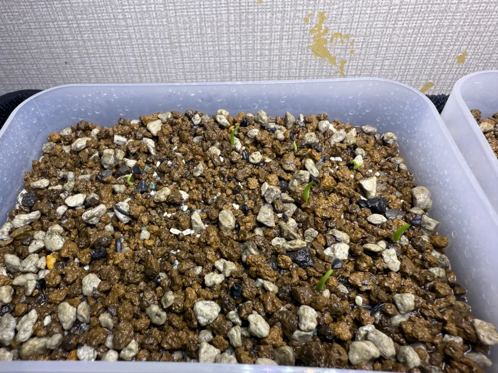 Agave utahensis var. eborispina (アガベ エボリスピナ)