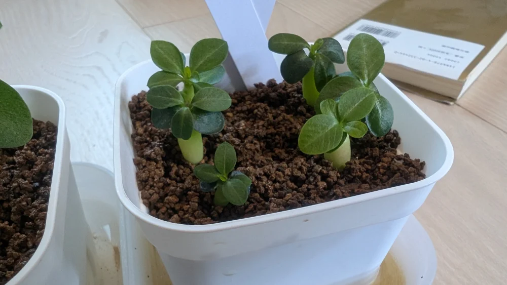 Pachypodium succulentum (パキポディウム サキュレンタム)