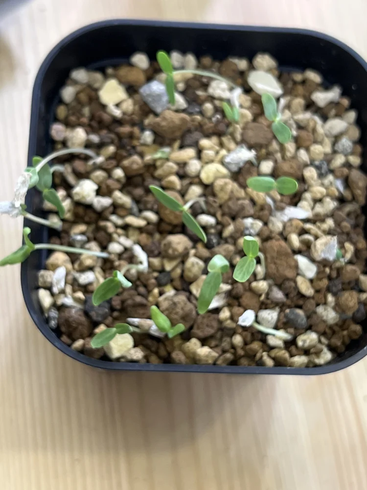 Fouquieria splendens ssp. splendens (フォークイエリア スプレンデンス)