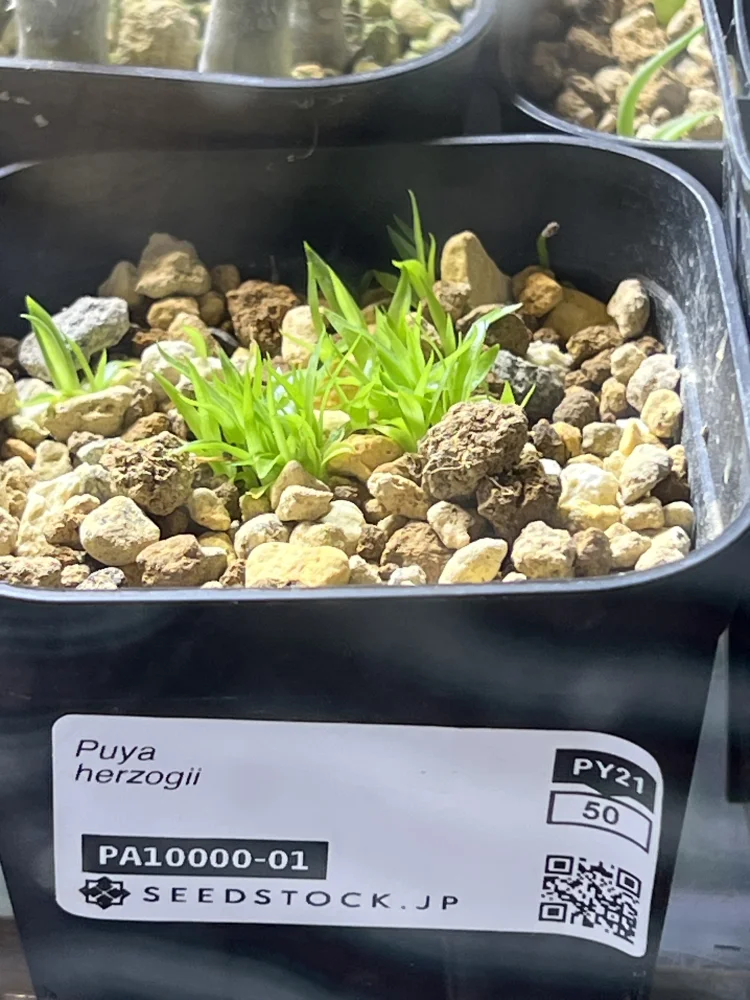 Jatropha podagrica red (ヤトロファ ポダグリカ レッド)