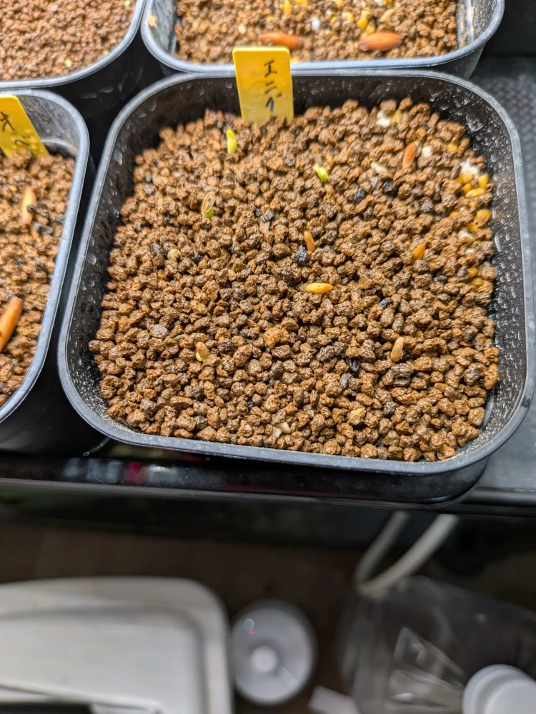 Pachypodium enigmaticum (パキポディウム エニグマチカム)