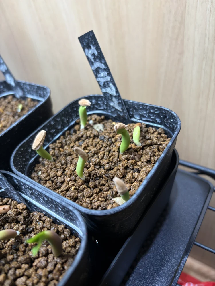 Adenium arabicum Alien (アデニウム エイリアン)